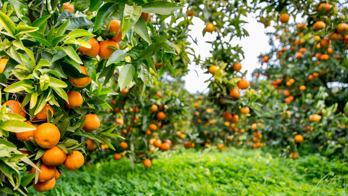 Citrus Grove